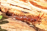 Steinläufer (Lithobius forficatus)