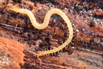 Erdläufer (Geophilus spec.)