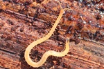 Erdläufer (Geophilus spec.)