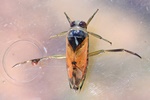 Gemeiner Rückenschwimmer (Notonecta glauca)