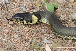 Ringelnatter (Natrix natrix)
