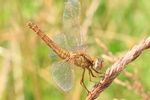 Feuerlibelle (Crocothemis erythraea) - Weibchen