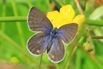 Hochmoor-Bläuling (Agriades optilete) - Weibchen