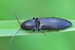 Wald-Humusschnellkäfer (Ectinus aterrimus)