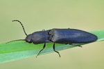 Wald-Humusschnellkäfer (Ectinus aterrimus)
