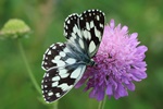Schachbrett (Melanargia galathea)