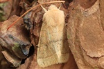 Rundflügel-Kätzcheneule (Orthosia cerasi)
