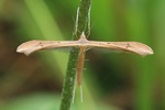 Schlehengeistchen (Pterophorus pentadactyla)