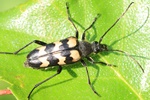 Sechsfleckiger Halsbock (Julodia sexmaculata)