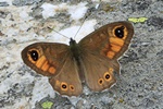 Braunauge (Lasiommata maera)