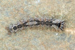 Nonne (Lymantria monacha)