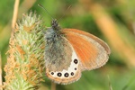 Alpenwiesenvögelchen (Coenonympha gardetta)