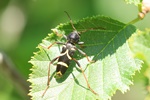 Nadelholz-Widderbock (Clytus lama)