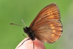 Kleiner Mohrenfalter (Erebia melampus)