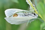 Pappelspinner (Leucoma salicis) - Weibchen bei der Eiablage