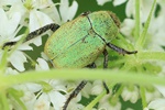 Goldstaub-Laubkäfer (Hoplia argentea)