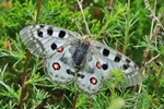 Roter Apollo (Parnassius apollo)