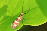 Ohne deutschen Namen (Micropterix aureatella)