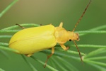 Schwefelkäfer (Cteniopus sulphureus)