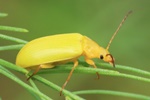 Schwefelkäfer (Cteniopus sulphureus)