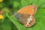 Weißbindiges Wiesenvögelchen (Coenonympha arcania)