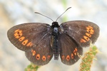 Mandelfleckiger Mohrenfalter (Erebia alberganus)