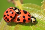 Asiatischer Marienkäfer (Harmonia axyridis)