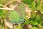 Grüner Zipfelfalter (Callophrys rubi)