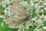 Bergweißling (Pieris bryoniae)