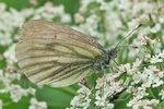 Bergweißling (Pieris bryoniae)