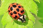 Asiatischer Marienkäfer (Harmonia axyridis)