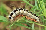 Wolfsmilch-Rindeneule (Acronicta euphorbiae)