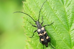 Sechsfleckiger Halsbock (Julodia sexmaculata)