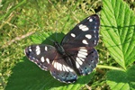 Blauschwarzer Eisvogel (Limenitis reducta)