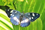 Blauschwarzer Eisvogel (Limenitis reducta)