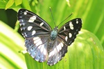 Blauschwarzer Eisvogel (Limenitis reducta)
