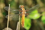 Plattbauch (Libellula depressa) - Weibchen