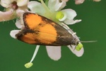 Bärenklauwickler (Pammene aurana)
