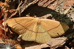 Rotbuchen-Gürtelpuppenspanner (Cyclophora linearia)