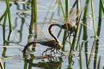 Kleine Königslibelle - Weibchen mit begleitendem Männchen bei der Eiablage