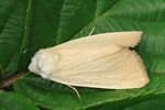 Gelbwei&szlig;e Schilfeule (Arenostola phragmitidis)