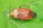 Ohne deutschen Namen (Agnocoris rubicundus oder eclairei)