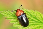 Russischer Faulholzk&auml;fer (Triplax russica)