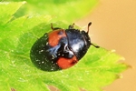 Rotfleckiger Faulholzk&auml;fer (Tritoma bipustulata)