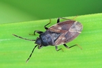 Ohne deutschen Namen (Drymus brunneus)