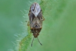 Rohrkolben-Wanze (Chilacis typhae)