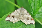 Dunkelgrauer Eckfl&uuml;gelspanner (Macaria alternata)
