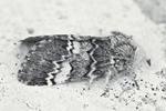 Dunkelgrauer Zahnspinner (Drymonia ruficornis)