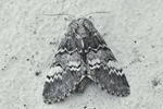Dunkelgrauer Zahnspinner (Drymonia ruficornis)