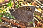 Eisenfarbiger Samtfalter (Hipparchia statilinus)